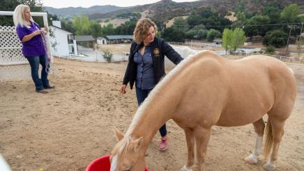 Straightening Reins Check Presentation