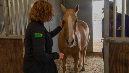 Straightening Reins Check Presentation