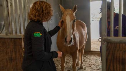 Straightening Reins Check Presentation