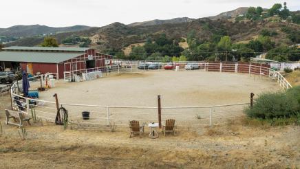 Straightening Reins Check Presentation